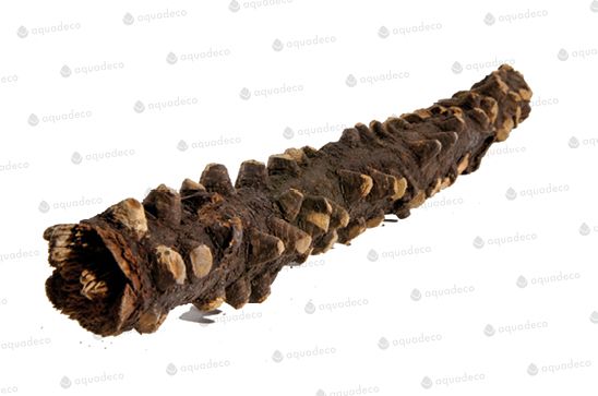 Террариумный декор Глаза дерево 20-30см