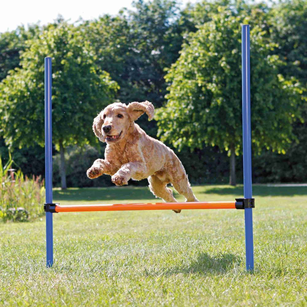 DogActivity Agility hurdle plastik123×115 cm sinine/oranž