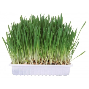 Small animal grass, bowl/approx. 100 g