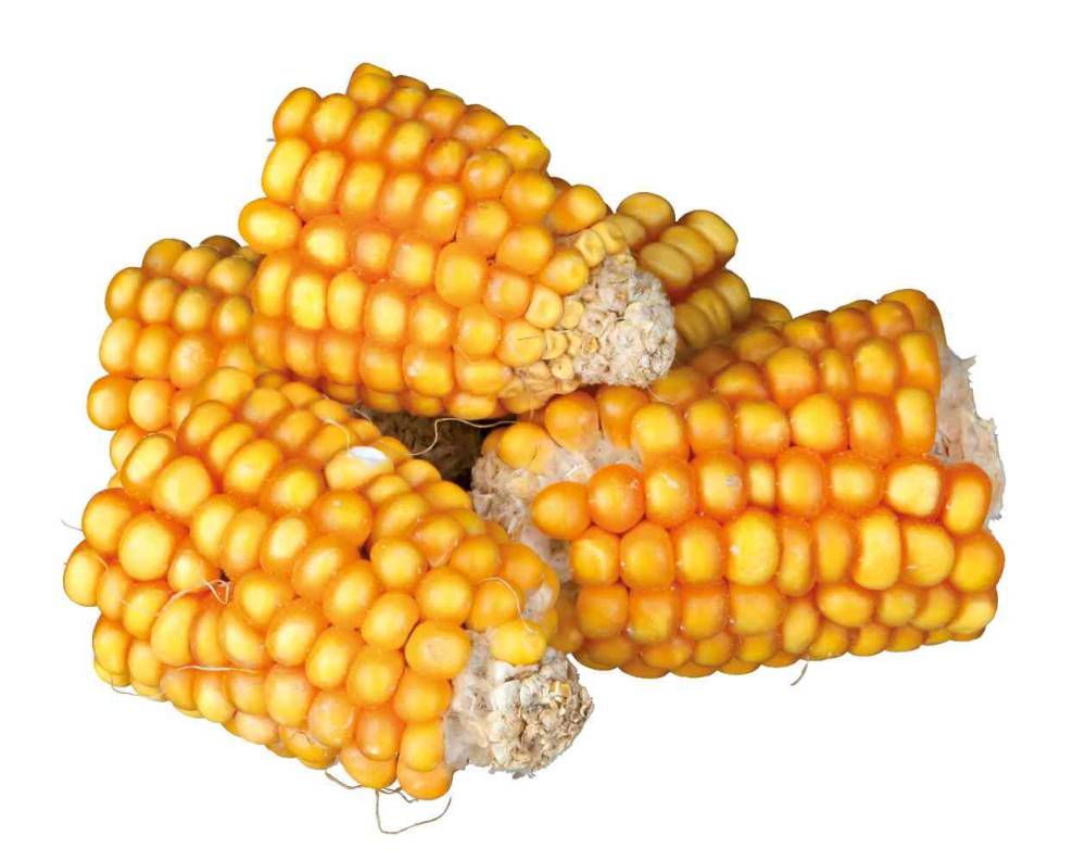 Närilistele Maize cobs/maisipea tükid 300g