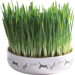 Bowl for cat grass, ceramic, ø 15 × 4 cm, 50 g