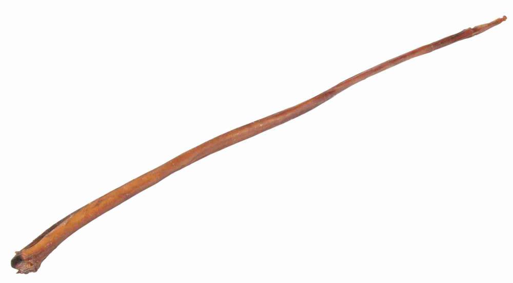 Bull pizzle, dried, 70–80 cm