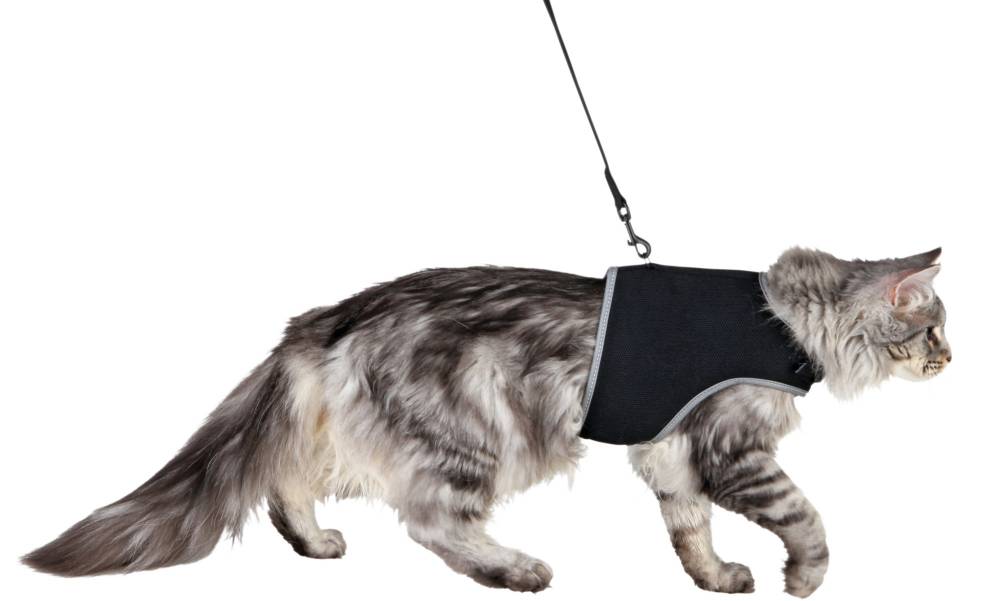 Soft harness cat, with leash XXL, 36–54 cm, 1.20 m, black