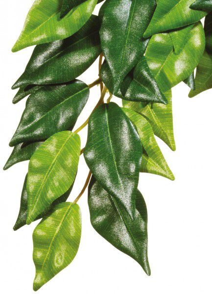 EX Silk Plant Lrg Ficus-V