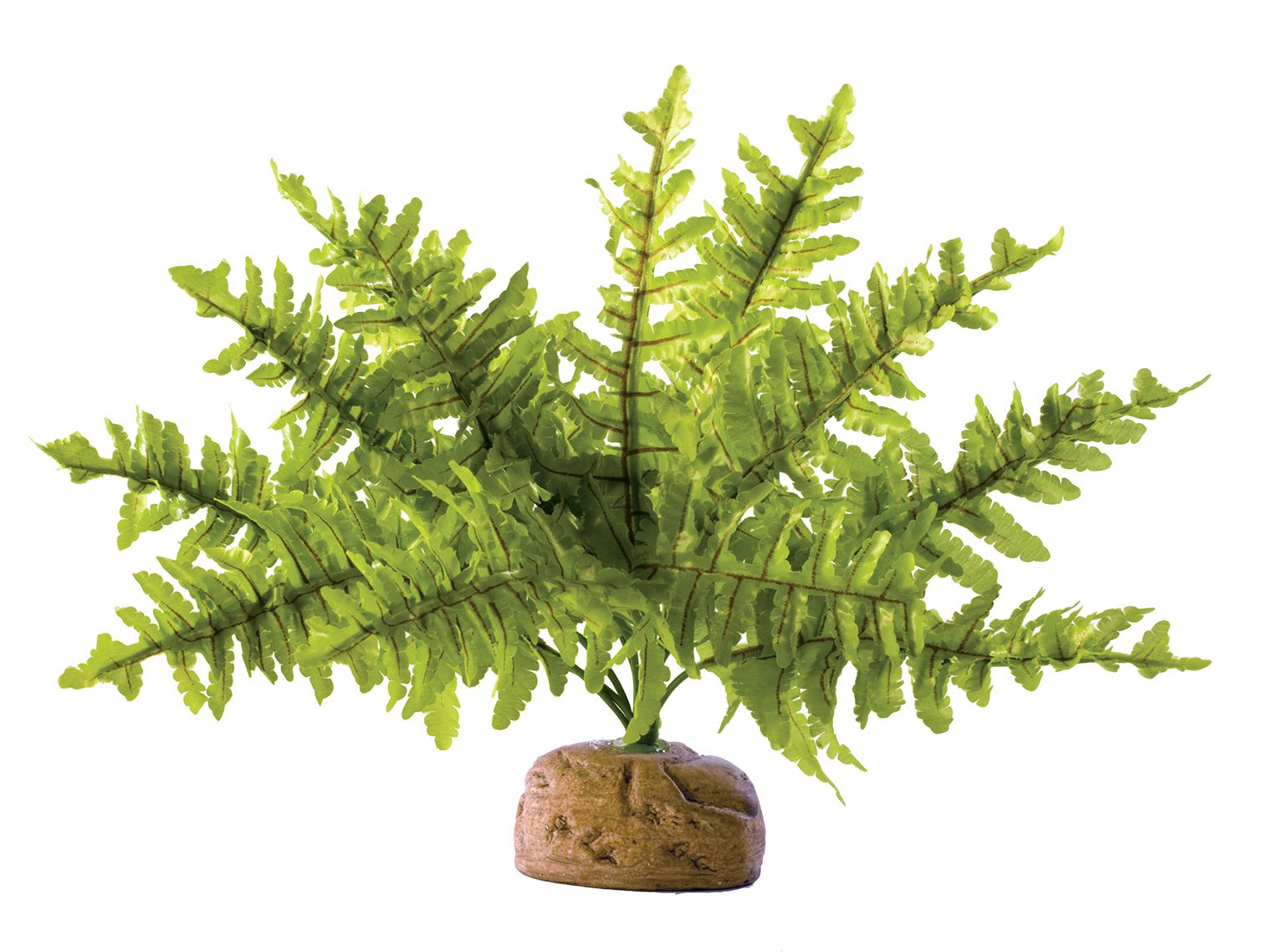 EX Boston Fern, Small