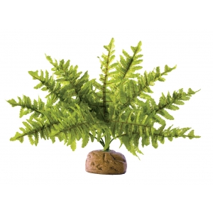 EX Boston Fern, Small