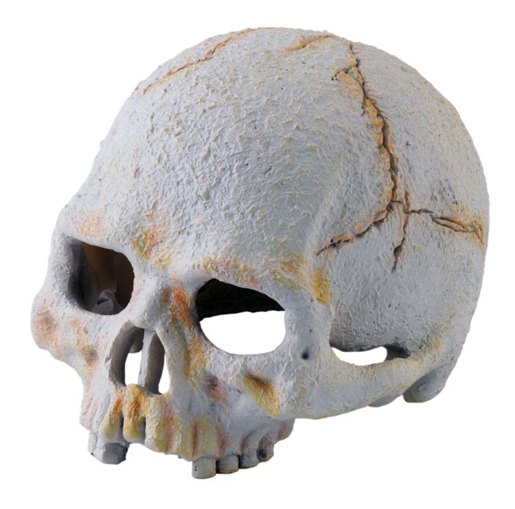 Terraariumi dekor Primate Skull PT-2926