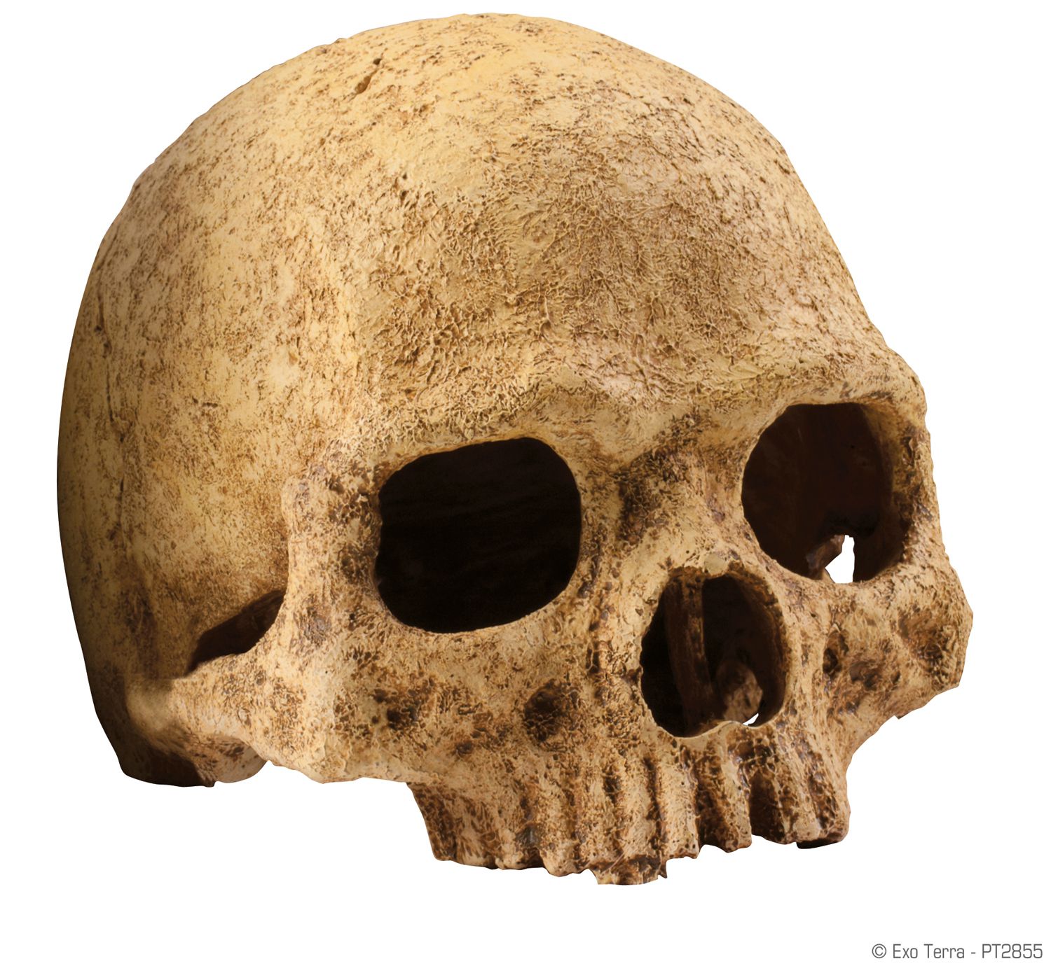 Terraariumi dekor Human Skull PT2855