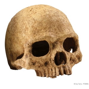 Terraariumi dekor Human Skull PT2855