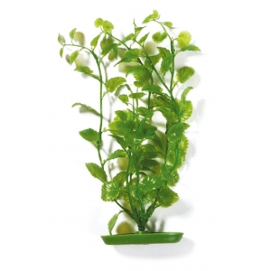 Marina AquaScaper 30cm - Cardamine-V