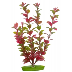 Marina AquaScaper 30cm - Red Ludwigia-V