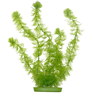 Marina AquaScaper 30cm - Hornwort-V