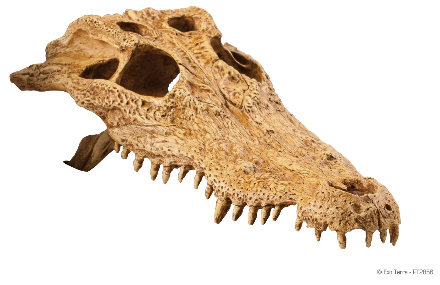 Terraariumi dekor Crocodile Skull PT2856