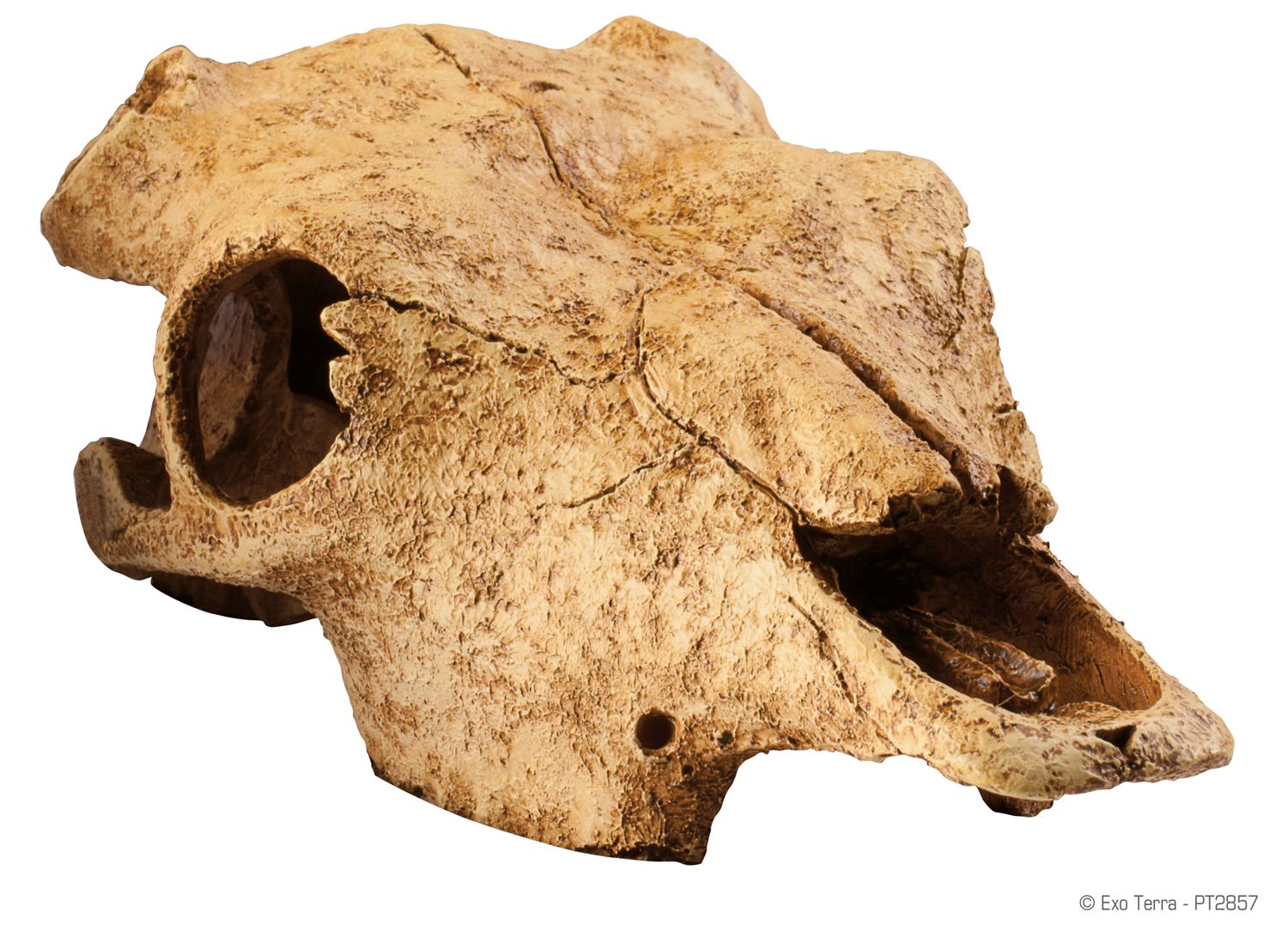 Terraariumi dekor Buffalo Skull PT-2857