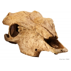 Terraariumi dekor Buffalo Skull PT-2857