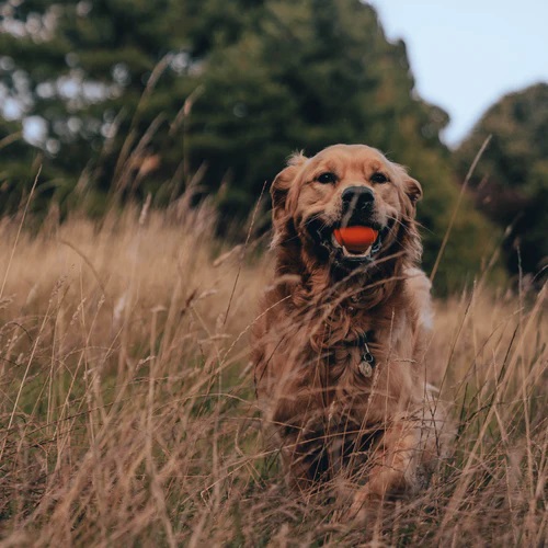 Beco Pets Rubber Toys Fetch Ball