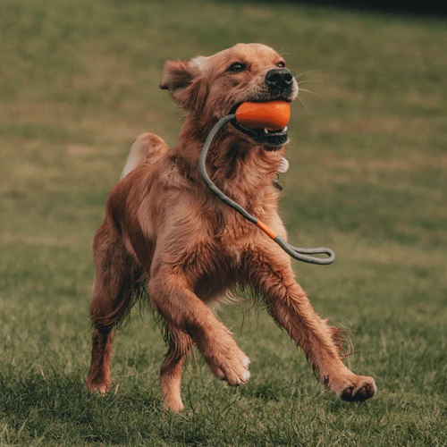 Beco Pets Rubber toys Slinger Pebble