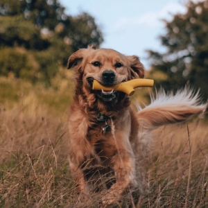 Beco Pets Rubber Toys Super Stick